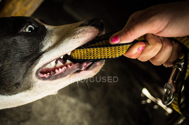 Dog playing with person — Stock Photo