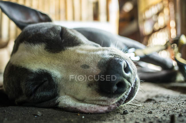 Retrato de perro dormido - foto de stock