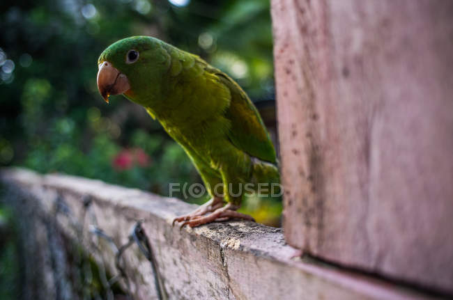 Parrot sitting on wooden fence — Stock Photo