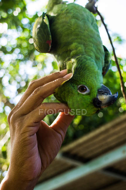 Mão tocando papagaio verde — Fotografia de Stock