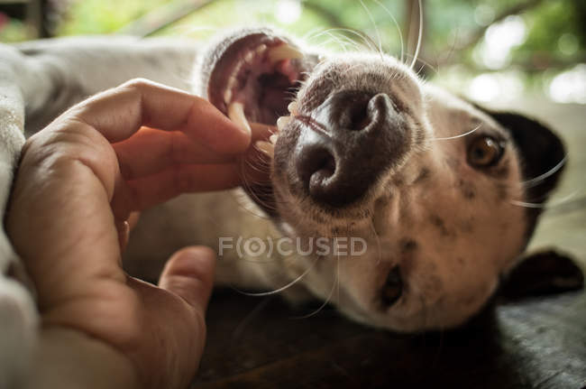 Собака играет с человеком — стоковое фото