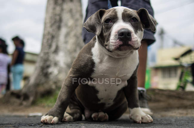 Pet dog sitting on asphalt — Stock Photo