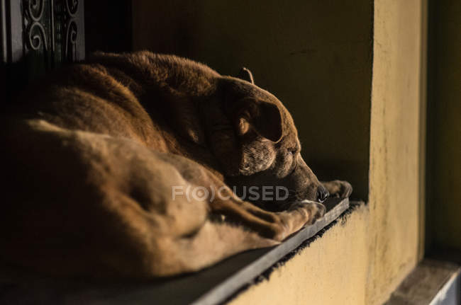 Вид спящей собаки — стоковое фото