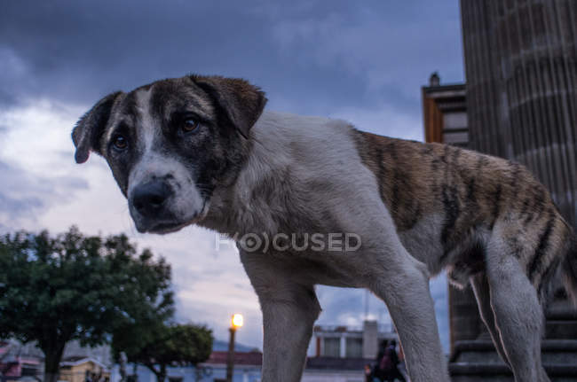 Собака на улице ночью — стоковое фото