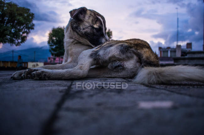 Niedlicher obdachloser Hund — Stockfoto