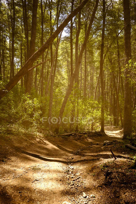Солнце светит на тропе в лесу — стоковое фото