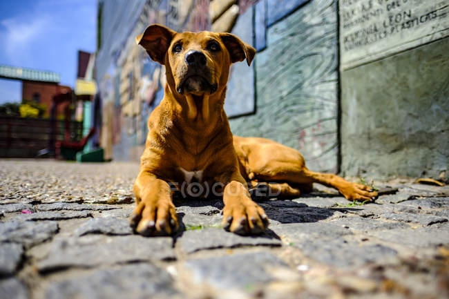 Вуличний собака на тротуарі — стокове фото
