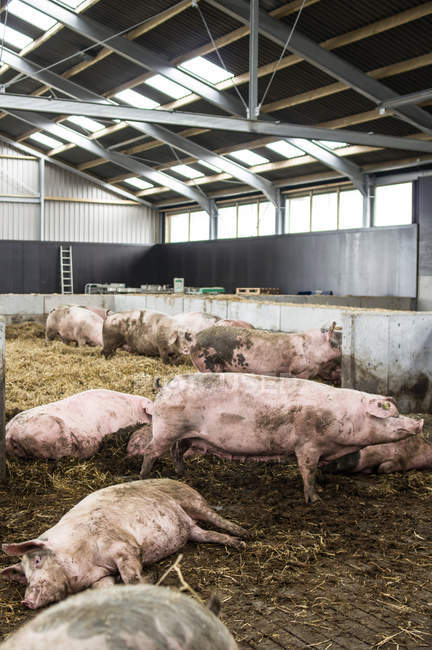 Porcs domestiques à la ferme industrielle — Photo de stock