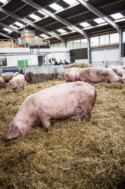 Нідерланди свиноферма — стокове фото