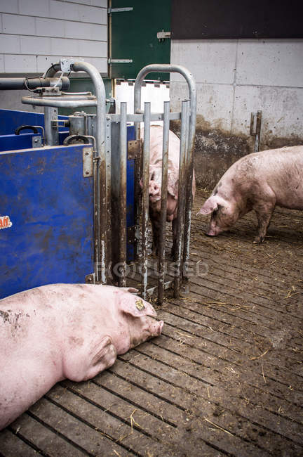 Hausschweine im Industriepark — Stockfoto