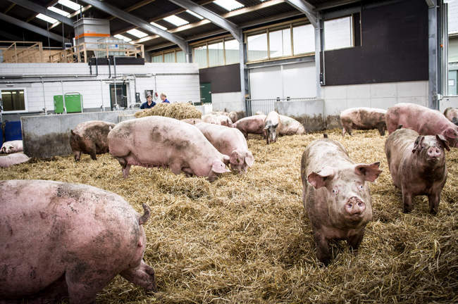 Нідерланди свиноферма — стокове фото