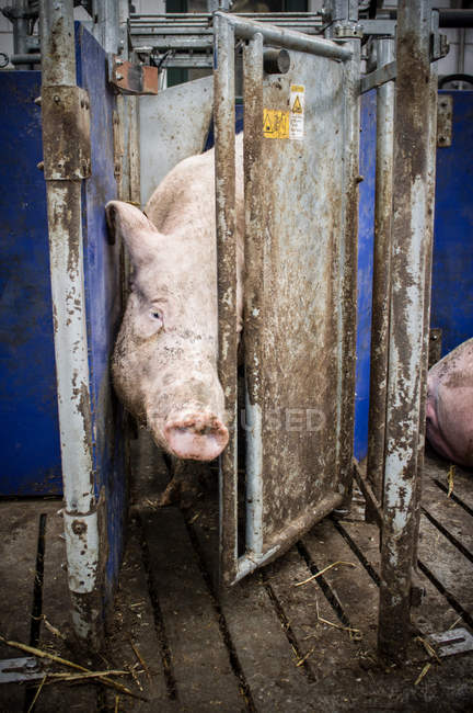 Промислові свиноферма — стокове фото