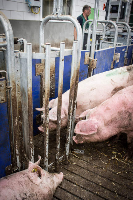 Domestic pigs at industrial farm — Stock Photo