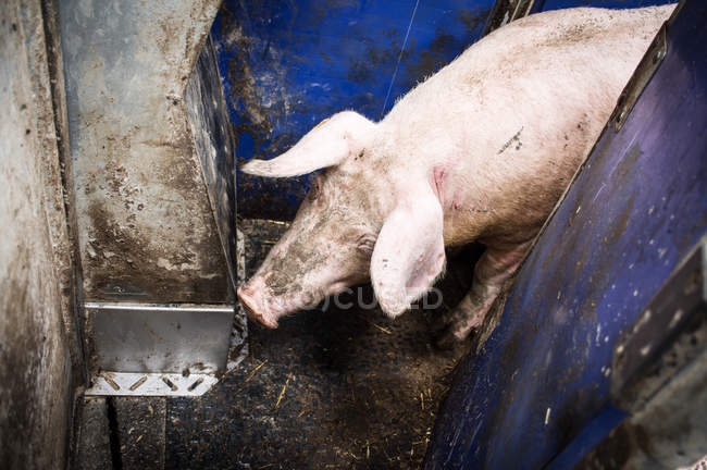 Schwein im Industriebetrieb — Stockfoto