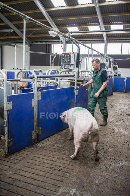 Granjero macho en granja porcina - foto de stock