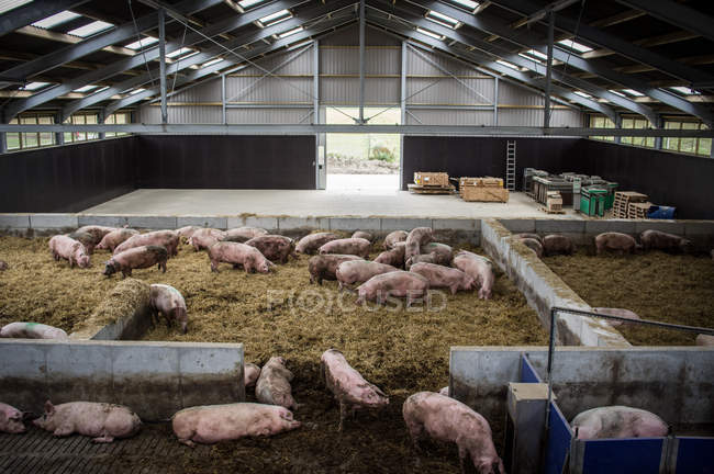 Pigs in hay surface at farm — Stock Photo
