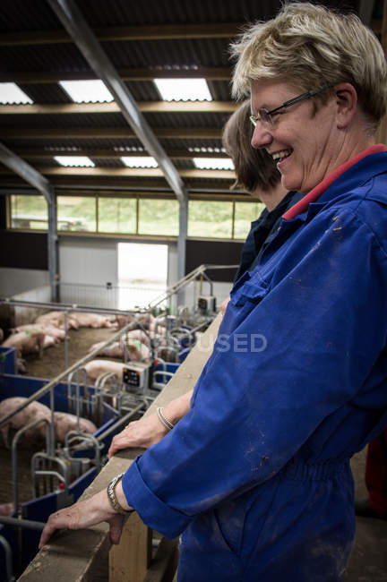 Нидерландская свиноферма — стоковое фото