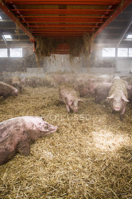 Свиньи в сене на ферме — стоковое фото