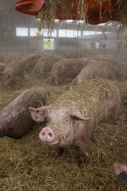 Pigs in hay surface at farm — Stock Photo