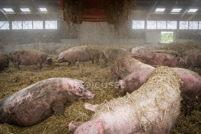 Свиньи в сене на ферме — стоковое фото