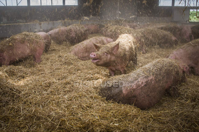 Schweine im Heuboden auf Bauernhof — Stockfoto