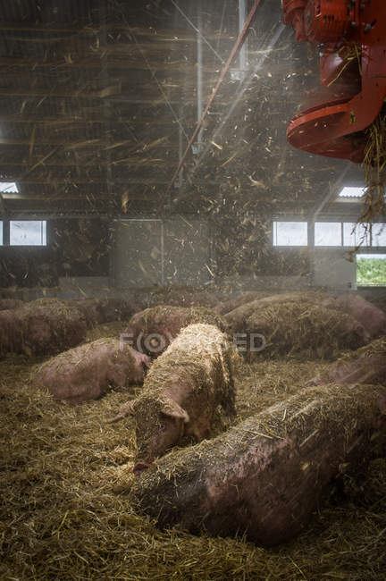 Cerdos en superficie de heno en la granja - foto de stock