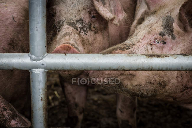 Schweine im Käfig auf Bauernhof — Stockfoto
