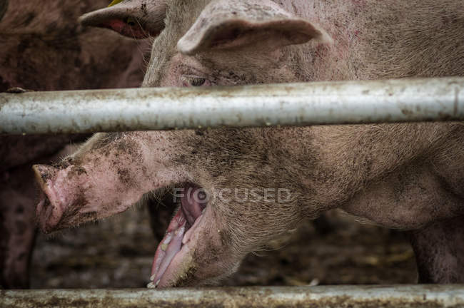 Свинья в клетке на ферме — стоковое фото