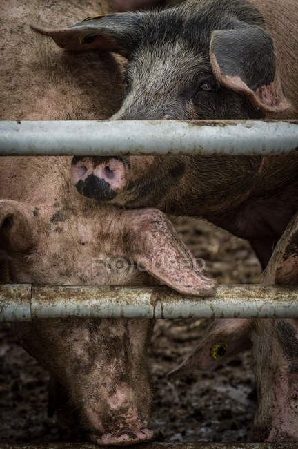 Porcs en cage à la ferme — Photo de stock