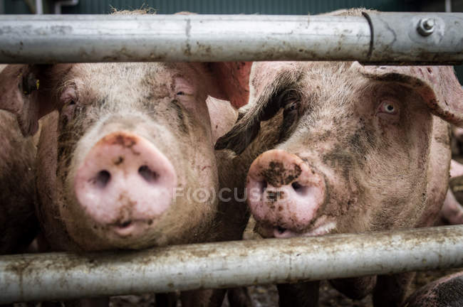 Schweine im Käfig auf Bauernhof — Stockfoto