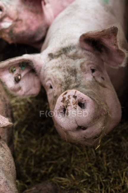 Cerdo en una granja industrial - foto de stock