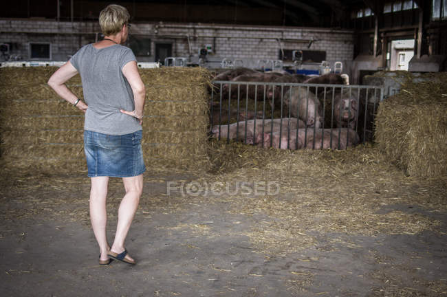 Niederländische Schweinemastanlage — Stockfoto