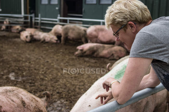 Niederländische Schweinemastanlage — Stockfoto