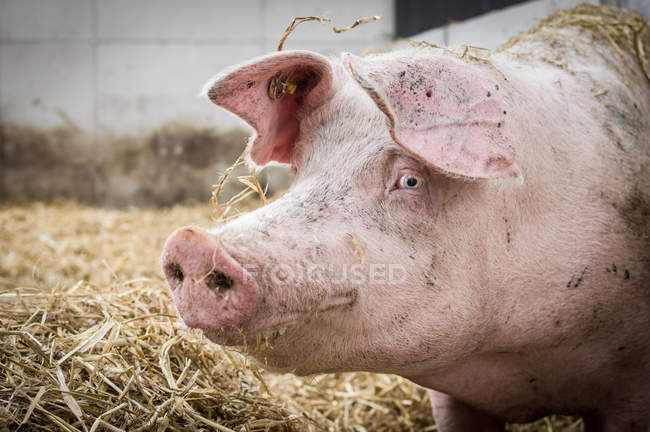 Розовая свинья — стоковое фото