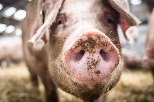 Snoot de porco rosa — Fotografia de Stock