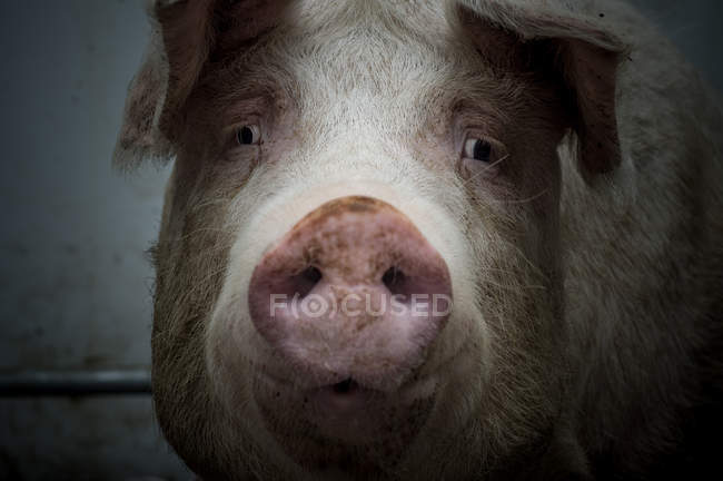 Snoot de porco rosa — Fotografia de Stock