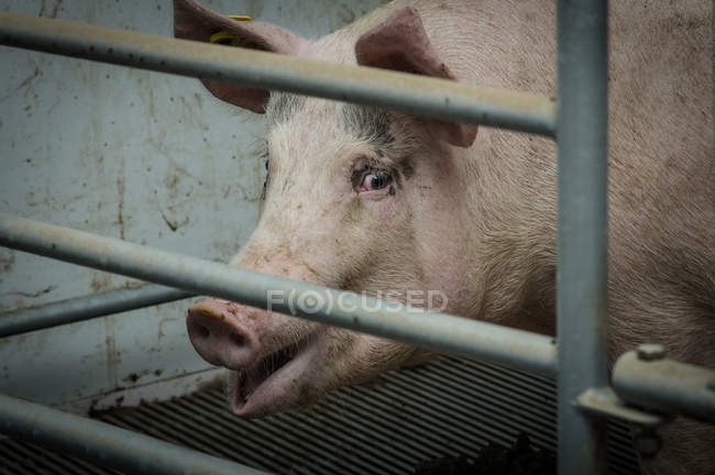 Cerdo de pie detrás de valla de metal - foto de stock