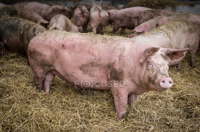 Домашні свині на промисловій фермі — стокове фото
