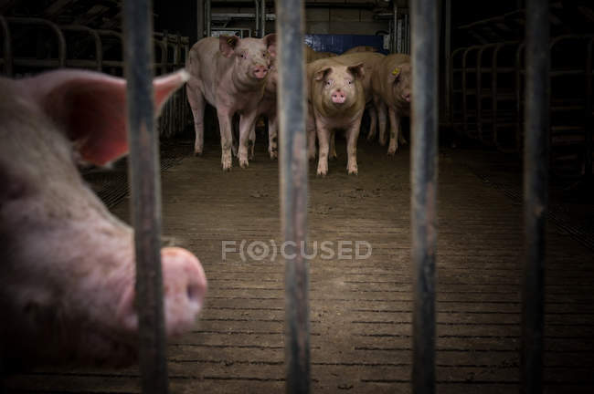Schweine stehen hinter Metallzaun — Stockfoto