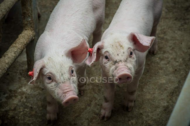 Домашние свиньи на промышленной ферме — стоковое фото