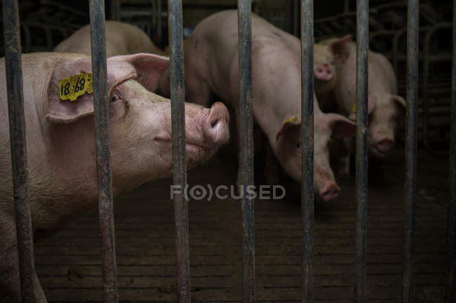 Свиньи в клетке на ферме — стоковое фото