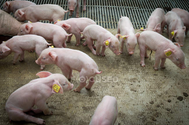 Industrieller Schweinemastbetrieb — Stockfoto