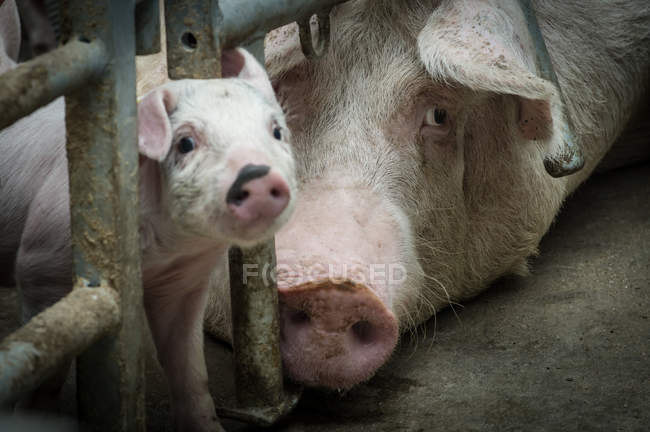 Hausschweine im Industriepark — Stockfoto