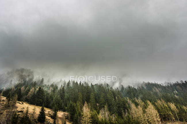 Nebbia sopra la collina della foresta — Foto stock