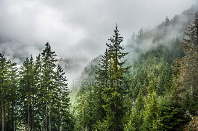 Forêt montagneuse brumeuse — Photo de stock