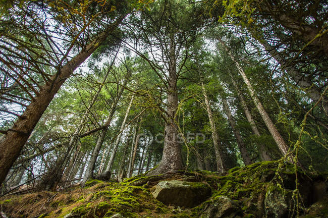 Spruce trees on mountain hill — Stock Photo
