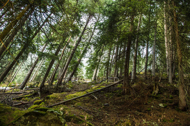 Spruces on mountain hill — Stock Photo