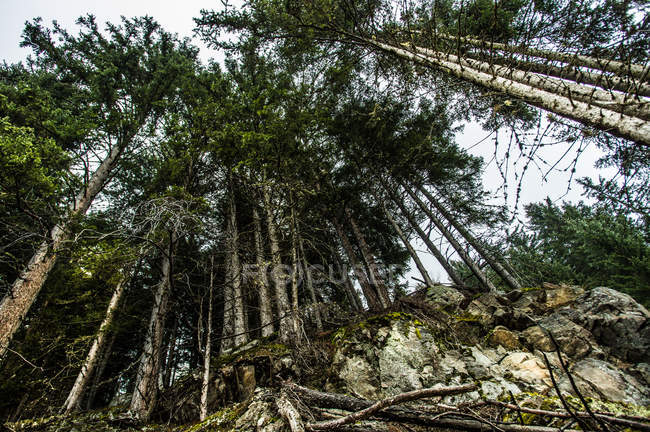 Spruces on mountain hill — Stock Photo