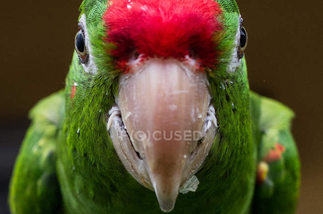 Зеленый попугай, крупный план — стоковое фото