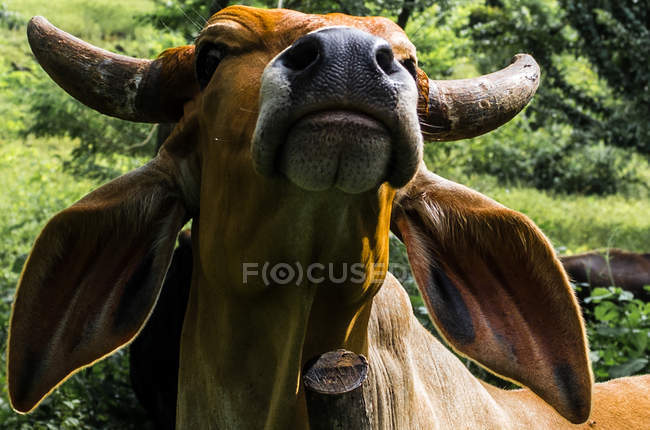Domestic cow, Nicaragua — Stock Photo